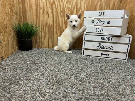 Shiba - Female #2