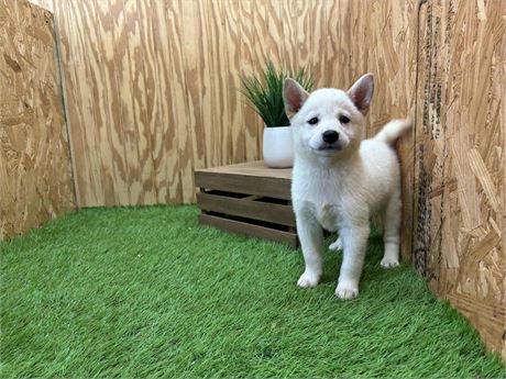Shiba - Female #1