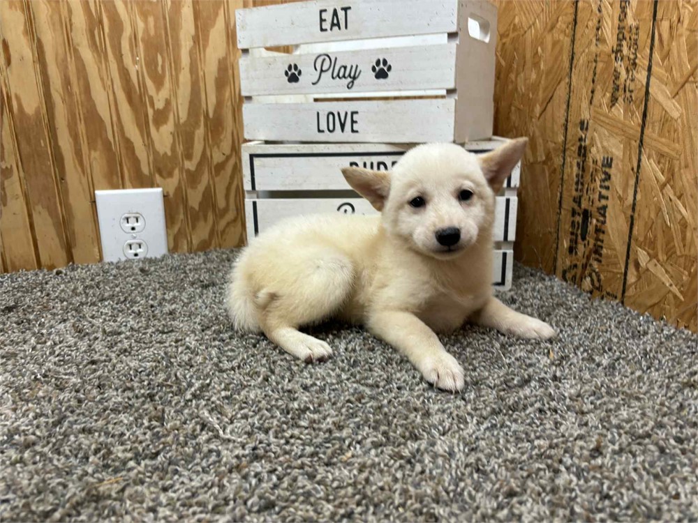 Jupiter-Shiba - Female #3