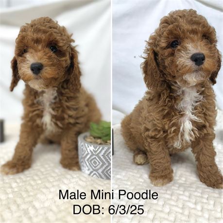Mini Poodle