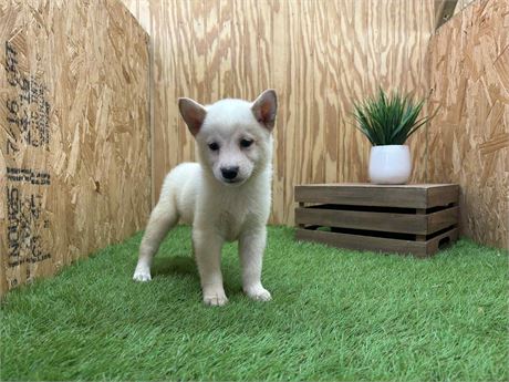 Shiba - Male #1
