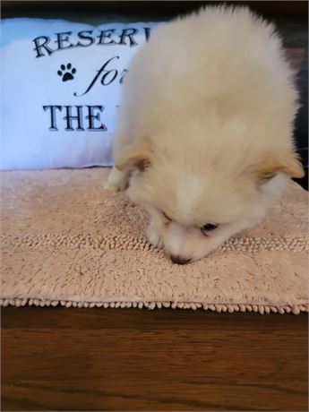 Male Puppy