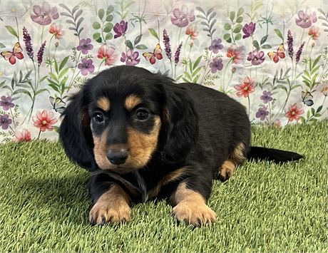Dachshund Male