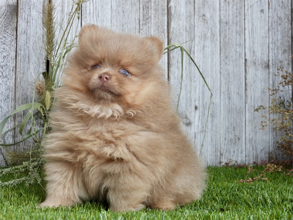 APRI POM VERY NICE LITTLE BOY