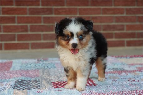 USDA CLEAN* ASDR Reg Mini Aussie