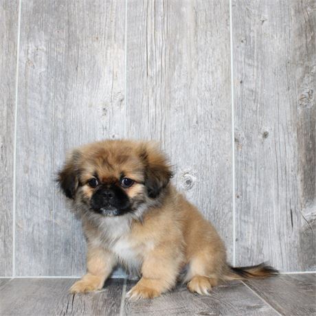 25186-01 Pekingese