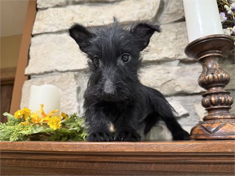 Clean USDA Male Scottish Terrier