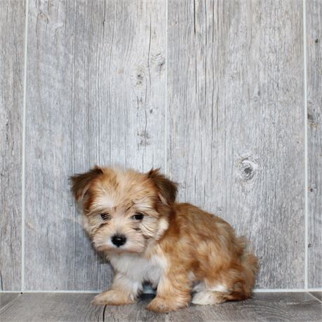 25191-03 Morkie