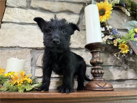 Clean USDA Neutered Male Scottish Terrier