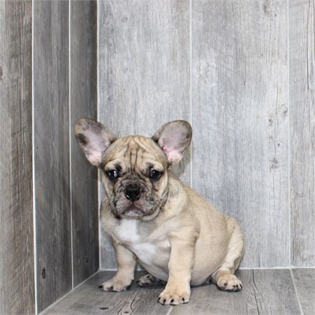 25184-01 French Bulldog