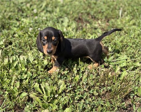 Mini Dachshund Female