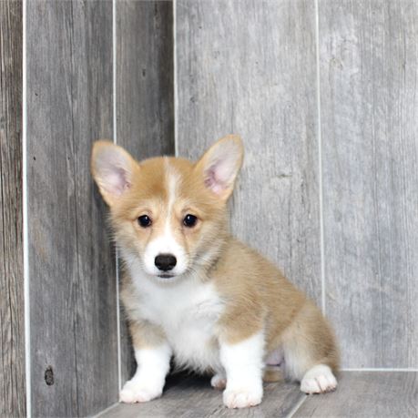 25190-06 Pembroke Welsh Corgi