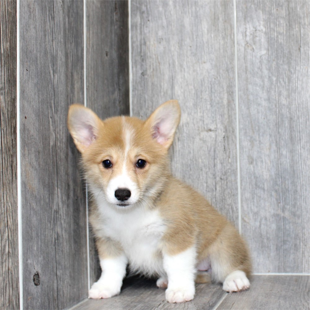 25190-06 Pembroke Welsh Corgi