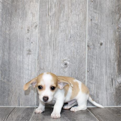 25192-01 Chiweenie