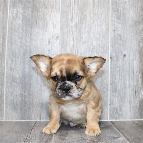 25185-02 French Bulldog