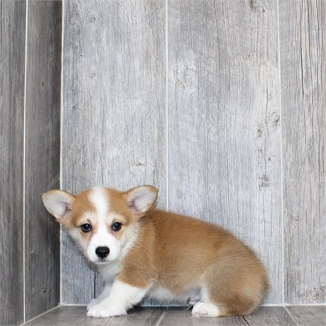 25190-03 Pembroke Welsh Corgi