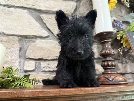 Clean USDA  Male Scottish Terrier