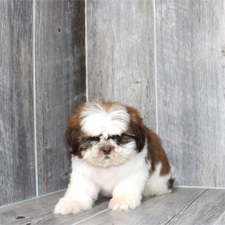 25180-01 Shih Tzu