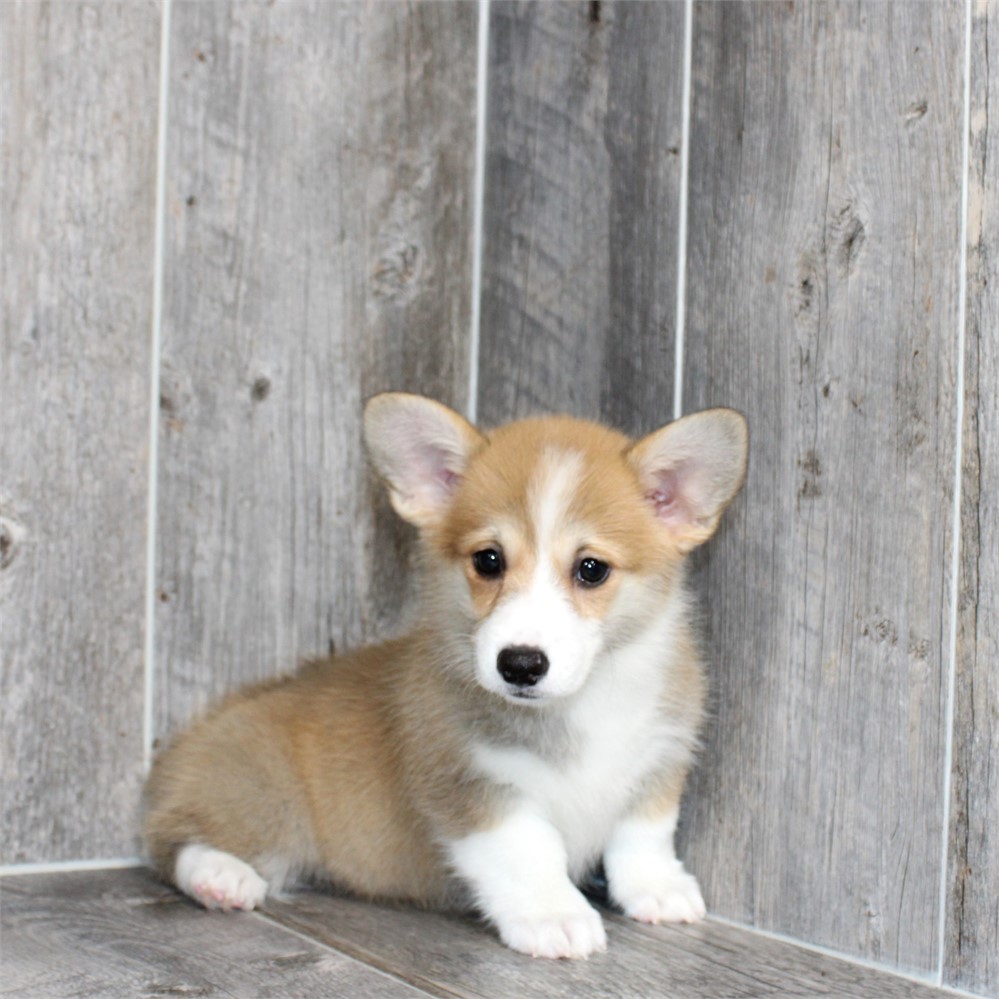 25190-04 Pembroke Welsh Corgi