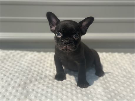Choclate French bulldog