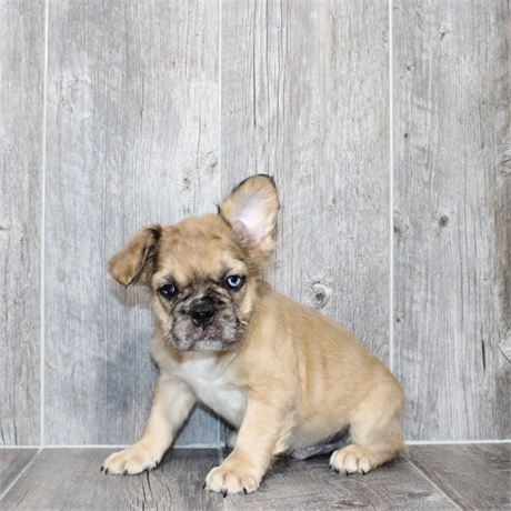 25185-01 French Bulldog