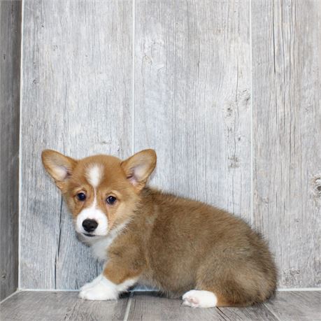 25190-02 Pembroke Welsh Corgi
