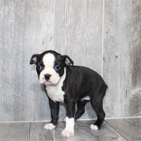 25183-06 Boston Terrier