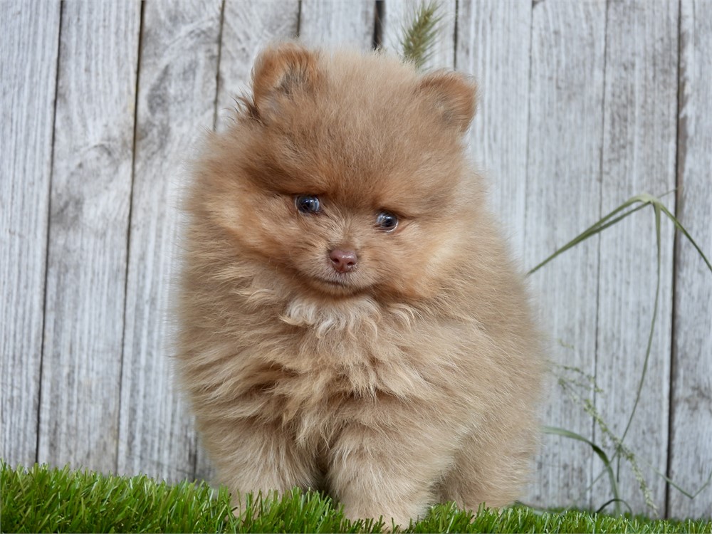 APRI POM VERY NICE LITTLE BOY