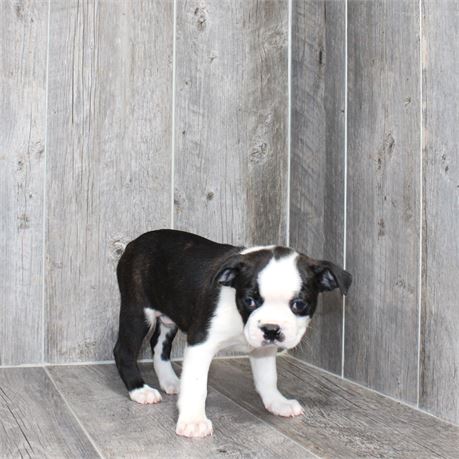 25183-01 Boston Terrier