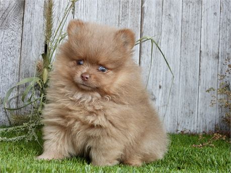 APRI POM VERY NICE LITTLE BOY