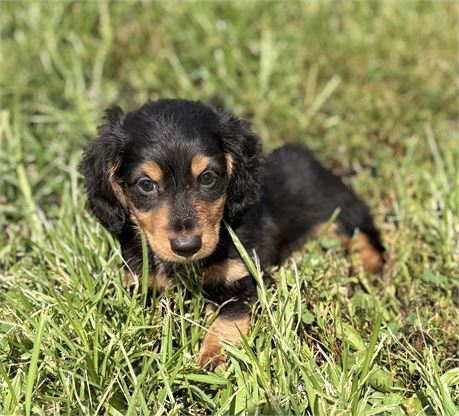 Mini Dachshund Male