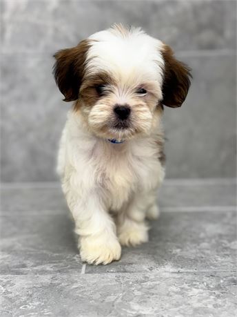Shihtzu 25372-03