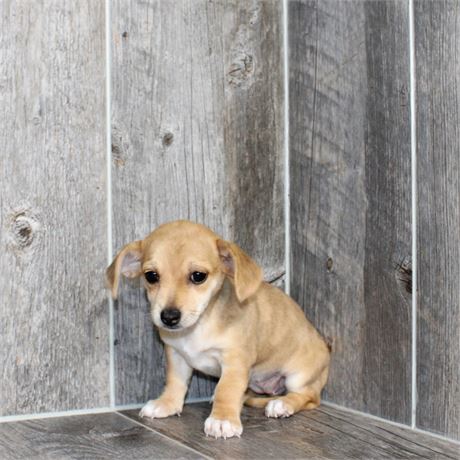 25192-04 Chiweenie