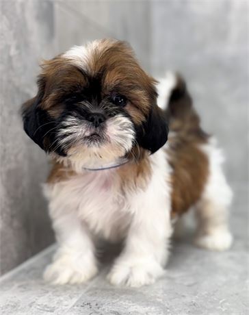 Shihtzu 25372-01