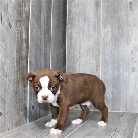 25183-02 Boston Terrier