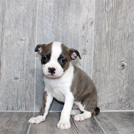 25183-04 Boston Terrier