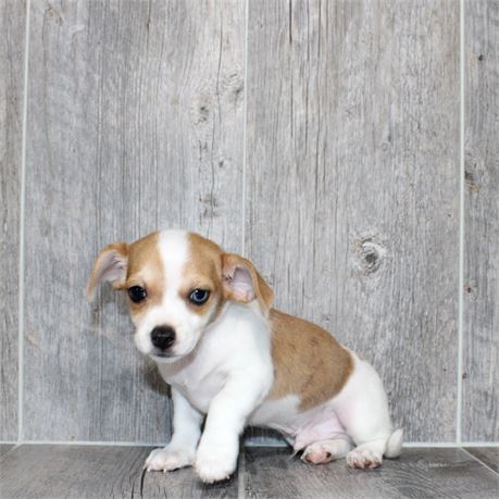 25192-03 Chiweenie