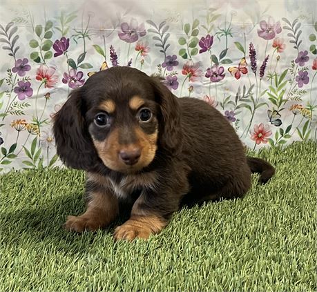 Dachshund Female