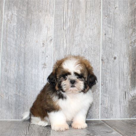 25181-01 Shih Tzu