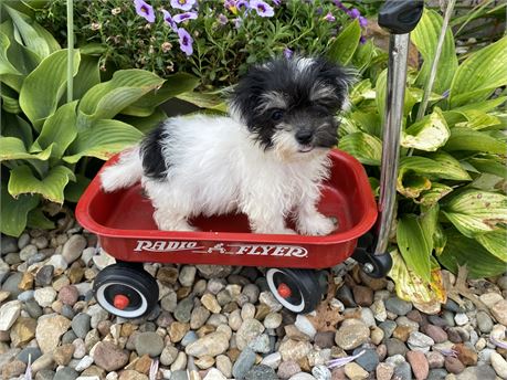 Malti - Poo  Carli’s # 2 (M)