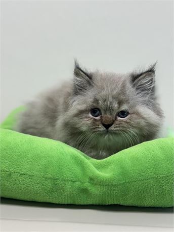 Persian 25371-03