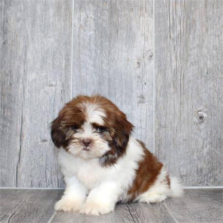 25180-04 Shih Tzu