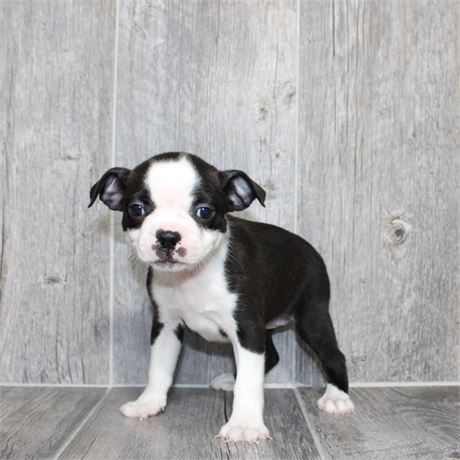 25183-05 Boston Terrier