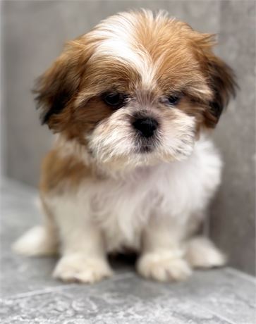 Shihtzu 25372-02