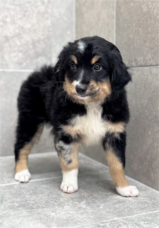 Mini Aussie 25381-03