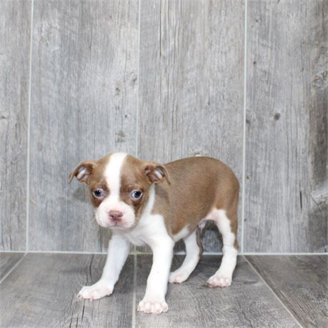 25183-03 Boston Terrier