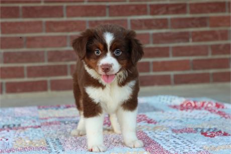 USDA CLEAN* ASDR Reg Mini Aussie
