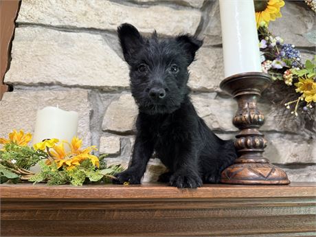 Clean USDA Male Scottish Terrier