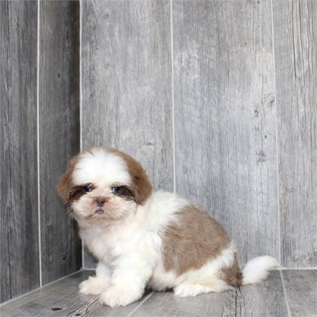 25180-03 Shih Tzu