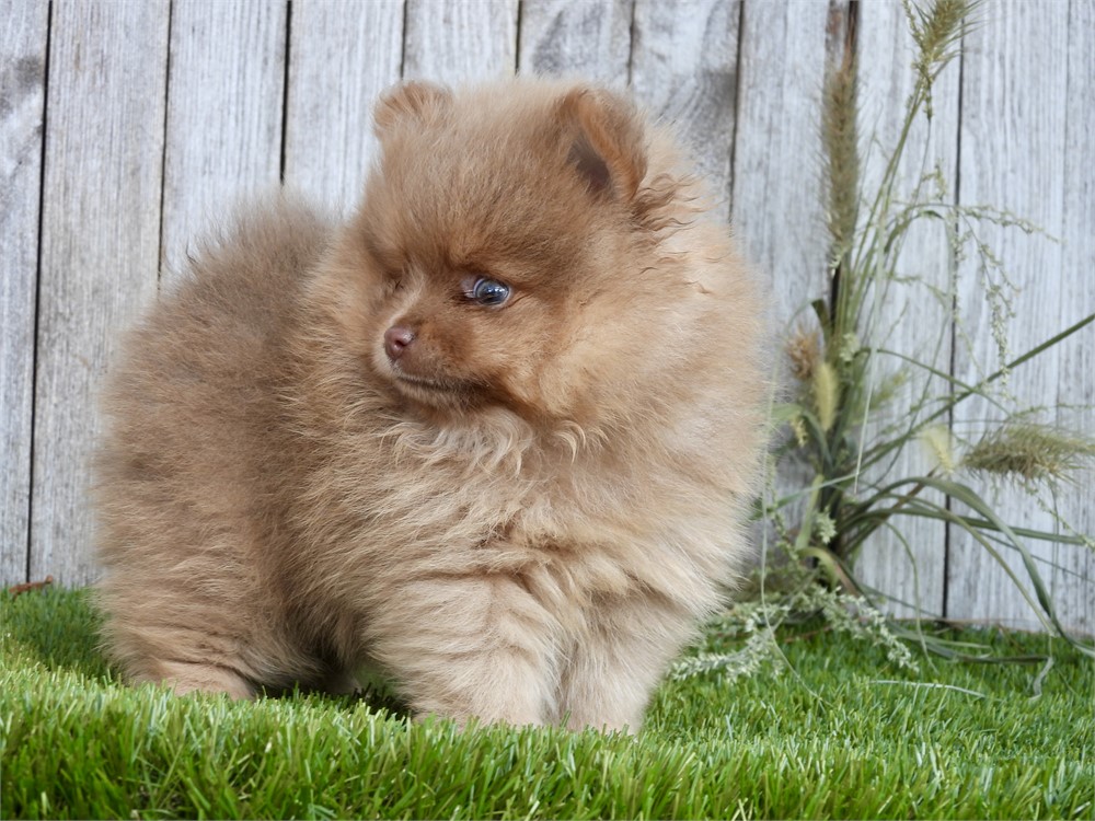APRI POM VERY NICE LITTLE BOY